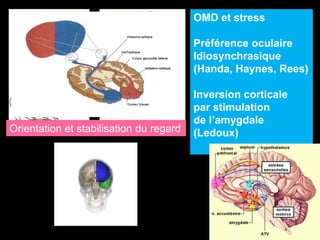 OMD et stress 
Préférence oculaire 
Idiosynchrasique 
(Handa, Haynes, Rees) 
Inversion corticale 
par stimulation 
de l’amygdale 
Orientation et stabilisation du regard (Ledoux) 
 