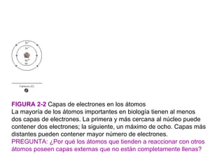 FIGURA 2-2 Capas de electrones en los átomos
La mayoría de los átomos importantes en biología tienen al menos
dos capas de electrones. La primera y más cercana al núcleo puede
contener dos electrones; la siguiente, un máximo de ocho. Capas más
distantes pueden contener mayor número de electrones.
PREGUNTA: ¿Por qué los átomos que tienden a reaccionar con otros
átomos poseen capas externas que no están completamente llenas?
 