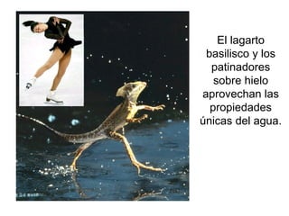 El lagarto
 basilisco y los
  patinadores
   sobre hielo
aprovechan las
  propiedades
únicas del agua.
 