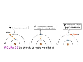 El electrón regresa a la capa
                                                                              de menor nivel de energía
                                         La energía impulsa al electrón
                                                                              y libera la energía en forma
           Un electrón absorbe energía   hacia un nivel de energía superior
                                                                              de luz


 energía
                                                                                                    Luz




FIGURA 2-3 La energía se capta y se libera
 