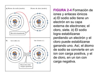 FIGURA 2-4 Formación de
iones y enlaces iónicos
a) El sodio sólo tiene un
electrón en su capa
externa de electrones; el
cloro, siete. b) El sodio
logra estabilizarse
perdiendo un electrón y el
cloro puede estabilizarse
ganando uno. Así, el átomo
de sodio se convierte en un
ion con carga positiva, y el
de cloro, en un ion con
carga negativa.
 