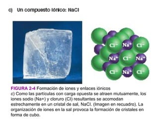 FIGURA 2-4 Formación de iones y enlaces iónicos
c) Como las partículas con carga opuesta se atraen mutuamente, los
iones sodio (Na+) y cloruro (CI) resultantes se acomodan
estrechamente en un cristal de sal, NaCI. (Imagen en recuadro). La
organización de iones en la sal provoca la formación de cristales en
forma de cubo.
 