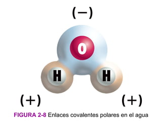 FIGURA 2-8 Enlaces covalentes polares en el agua
 