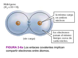 FIGURA 2-6a Los enlaces covalentes implican
compartir electrones entre átomos.
 