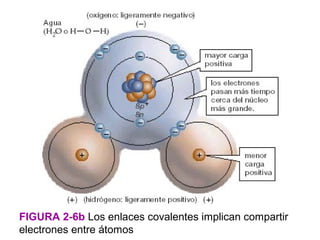 FIGURA 2-6b Los enlaces covalentes implican compartir
electrones entre átomos
 