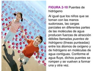 FIGURA 2-10 Puentes de
hidrógeno
Al igual que los niños que se
toman con las manos
sudorosas, las cargas
parciales en diferentes partes
de las moléculas de agua
producen fuerzas de atracción
débiles llamadas puentes de
hidrógeno (líneas punteadas)
entre los átomos de oxígeno y
de hidrógeno en moléculas de
agua contiguas. Conforme el
agua fluye, dichos puentes se
rompen y se vuelven a formar
una y otra vez.
 