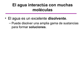 El agua interactúa con muchas
               moléculas

• El agua es un excelente disolvente.
  – Puede disolver una amplia gama de sustancias
    para formar soluciones.
 
