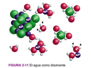 FIGURA 2-11 El agua como disolvente
 