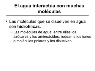 El agua interactúa con muchas
               moléculas

• Las moléculas que se disuelven en agua
  son hidrofílicas.
  – Las moléculas de agua, entre ellas los
    azúcares y los aminoácidos, rodean a los iones
    o moléculas polares y los disuelven.
 