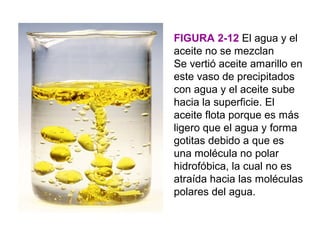 FIGURA 2-12 El agua y el
aceite no se mezclan
Se vertió aceite amarillo en
este vaso de precipitados
con agua y el aceite sube
hacia la superficie. El
aceite flota porque es más
ligero que el agua y forma
gotitas debido a que es
una molécula no polar
hidrofóbica, la cual no es
atraída hacia las moléculas
polares del agua.
 