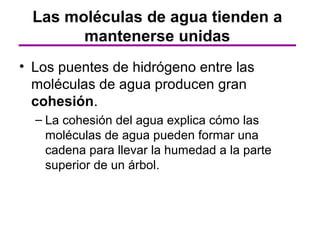 Las moléculas de agua tienden a
        mantenerse unidas
• Los puentes de hidrógeno entre las
  moléculas de agua producen gran
  cohesión.
  – La cohesión del agua explica cómo las
    moléculas de agua pueden formar una
    cadena para llevar la humedad a la parte
    superior de un árbol.
 