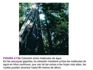 FIGURA 2-13b Cohesión entre moléculas de agua
En las secuoyas gigantes, la cohesión mantiene juntas las moléculas de
agua en hilos continuos, que van de las raíces a las hojas más altas, las
cuales pueden alcanzar hasta 90 metros de altura.
 