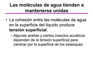 Las moléculas de agua tienden a
        mantenerse unidas
• La cohesión entre las moléculas de agua
  en la superficie del líquido produce
  tensión superficial.
  – Algunas arañas y ciertos insectos acuáticos
    dependen de la tensión superficial para
    caminar por la superficie de los estanques.
 
