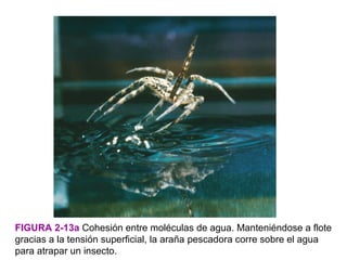 FIGURA 2-13a Cohesión entre moléculas de agua. Manteniéndose a flote
gracias a la tensión superficial, la araña pescadora corre sobre el agua
para atrapar un insecto.
 