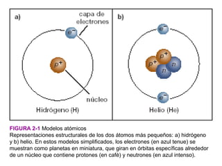 FIGURA 2-1 Modelos atómicos
Representaciones estructurales de los dos átomos más pequeños: a) hidrógeno
y b) helio. En estos modelos simplificados, los electrones (en azul tenue) se
muestran como planetas en miniatura, que giran en órbitas específicas alrededor
de un núcleo que contiene protones (en café) y neutrones (en azul intenso).
 