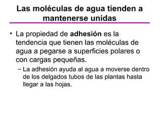 Las moléculas de agua tienden a
        mantenerse unidas
• La propiedad de adhesión es la
  tendencia que tienen las moléculas de
  agua a pegarse a superficies polares o
  con cargas pequeñas.
  – La adhesión ayuda al agua a moverse dentro
    de los delgados tubos de las plantas hasta
    llegar a las hojas.
 