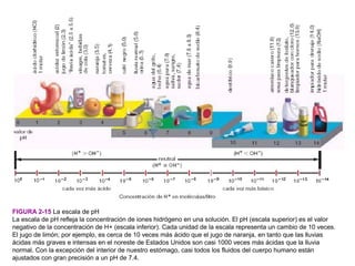 FIGURA 2-15 La escala de pH
La escala de pH refleja la concentración de iones hidrógeno en una solución. El pH (escala superior) es el valor
negativo de la concentración de H+ (escala inferior). Cada unidad de la escala representa un cambio de 10 veces.
El jugo de limón; por ejemplo, es cerca de 10 veces más ácido que el jugo de naranja, en tanto que las lluvias
ácidas más graves e intensas en el noreste de Estados Unidos son casi 1000 veces más ácidas que la lluvia
normal. Con la excepción del interior de nuestro estómago, casi todos los fluidos del cuerpo humano están
ajustados con gran precisión a un pH de 7.4.
 