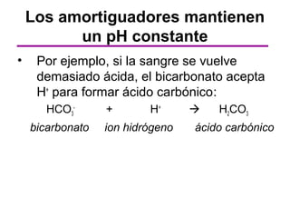 Los amortiguadores mantienen
          un pH constante
•    Por ejemplo, si la sangre se vuelve
     demasiado ácida, el bicarbonato acepta
     H+ para formar ácido carbónico:
       HCO3-      +       H+         H2CO3
    bicarbonato   ion hidrógeno   ácido carbónico
 