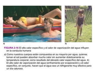 FIGURA 2-16 El alto calor específico y el calor de vaporización del agua influyen
  en la conducta humana
a) Como nuestros cuerpos están compuestos en su mayoría por agua, quienes
  toman el sol pueden absorber mucho calor sin aumentar drásticamente su
  temperatura corporal, como resultado del elevado calor específico del agua. b)
  El alto calor de vaporización del agua (enfriamiento por evaporación) y el calor
  específico, en conjunto, hacen que el agua sea un refrigerante muy efectivo para
  un día caluroso.
 