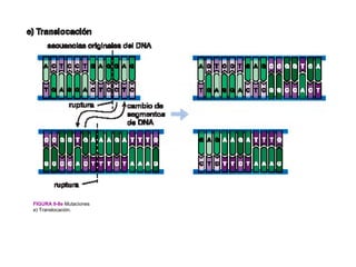 FIGURA 9-8e Mutaciones
e) Translocación.
 