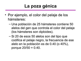 La poza génica
• Por ejemplo, el color del pelaje de los
  hámsteres:
  – Una población de 25 hámsteres contiene 50
    alelos del gen que controla el color del pelaje
    (los hámsteres son diploides).
  – Si 20 de esos 50 alelos son del tipo que
    codifica el pelaje negro, la frecuencia de ese
    alelo en la población es de 0.40 (o 40%),
    porque 20/50 = 0.40.
 