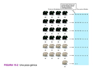 FIGURA 15-2 Una poza génica
 