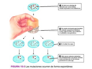 FIGURA 15-3 Las mutaciones ocurren de forma espontánea
 