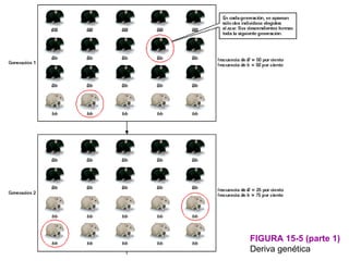 FIGURA 15-5 (parte 1)
Deriva genética
 