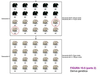 FIGURA 15-5 (parte 2)
Deriva genética
 