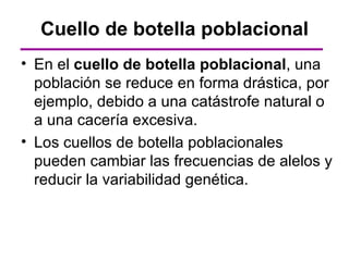 Cuello de botella poblacional
• En el cuello de botella poblacional, una
  población se reduce en forma drástica, por
  ejemplo, debido a una catástrofe natural o
  a una cacería excesiva.
• Los cuellos de botella poblacionales
  pueden cambiar las frecuencias de alelos y
  reducir la variabilidad genética.
 