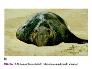 FIGURA 15-7b Los cuellos de botella poblacionales reducen la variación
 