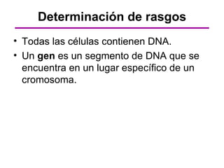 Determinación de rasgos
• Todas las células contienen DNA.
• Un gen es un segmento de DNA que se
  encuentra en un lugar específico de un
  cromosoma.
 