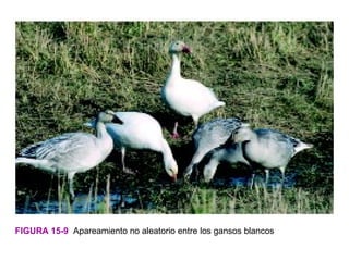 FIGURA 15-9 Apareamiento no aleatorio entre los gansos blancos
 