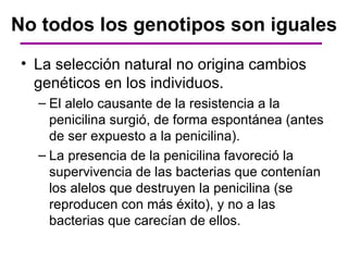 No todos los genotipos son iguales
 • La selección natural no origina cambios
   genéticos en los individuos.
   – El alelo causante de la resistencia a la
     penicilina surgió, de forma espontánea (antes
     de ser expuesto a la penicilina).
   – La presencia de la penicilina favoreció la
     supervivencia de las bacterias que contenían
     los alelos que destruyen la penicilina (se
     reproducen con más éxito), y no a las
     bacterias que carecían de ellos.
 