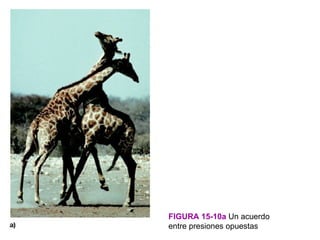 FIGURA 15-10a Un acuerdo
entre presiones opuestas
 