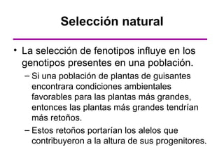 Selección natural

• La selección de fenotipos influye en los
  genotipos presentes en una población.
  – Si una población de plantas de guisantes
    encontrara condiciones ambientales
    favorables para las plantas más grandes,
    entonces las plantas más grandes tendrían
    más retoños.
  – Estos retoños portarían los alelos que
    contribuyeron a la altura de sus progenitores.
 