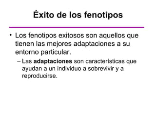 Éxito de los fenotipos

• Los fenotipos exitosos son aquellos que
  tienen las mejores adaptaciones a su
  entorno particular.
  – Las adaptaciones son características que
    ayudan a un individuo a sobrevivir y a
    reproducirse.
 