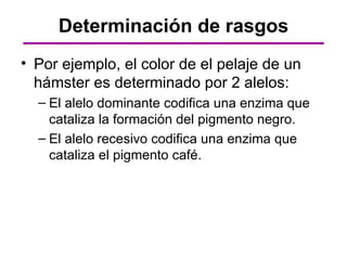 Determinación de rasgos
• Por ejemplo, el color de el pelaje de un
  hámster es determinado por 2 alelos:
  – El alelo dominante codifica una enzima que
    cataliza la formación del pigmento negro.
  – El alelo recesivo codifica una enzima que
    cataliza el pigmento café.
 