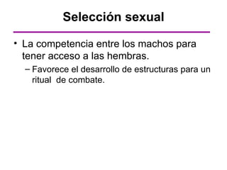 Selección sexual

• La competencia entre los machos para
  tener acceso a las hembras.
  – Favorece el desarrollo de estructuras para un
    ritual de combate.
 