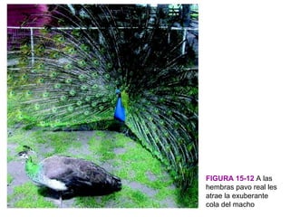 FIGURA 15-12 A las
hembras pavo real les
atrae la exuberante
cola del macho
 
