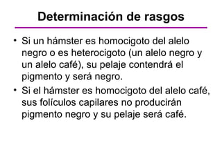 Determinación de rasgos
• Si un hámster es homocigoto del alelo
  negro o es heterocigoto (un alelo negro y
  un alelo café), su pelaje contendrá el
  pigmento y será negro.
• Si el hámster es homocigoto del alelo café,
  sus folículos capilares no producirán
  pigmento negro y su pelaje será café.
 