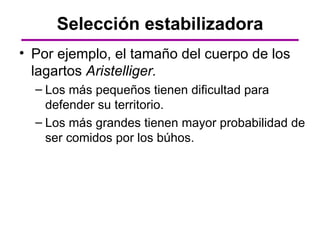 Selección estabilizadora
• Por ejemplo, el tamaño del cuerpo de los
  lagartos Aristelliger.
  – Los más pequeños tienen dificultad para
    defender su territorio.
  – Los más grandes tienen mayor probabilidad de
    ser comidos por los búhos.
 