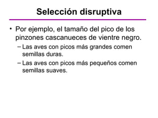 Selección disruptiva
• Por ejemplo, el tamaño del pico de los
  pinzones cascanueces de vientre negro.
  – Las aves con picos más grandes comen
    semillas duras.
  – Las aves con picos más pequeños comen
    semillas suaves.
 
