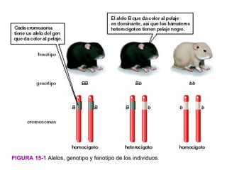 FIGURA 15-1 Alelos, genotipo y fenotipo de los individuos
 