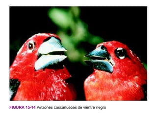 FIGURA 15-14 Pinzones cascanueces de vientre negro
 