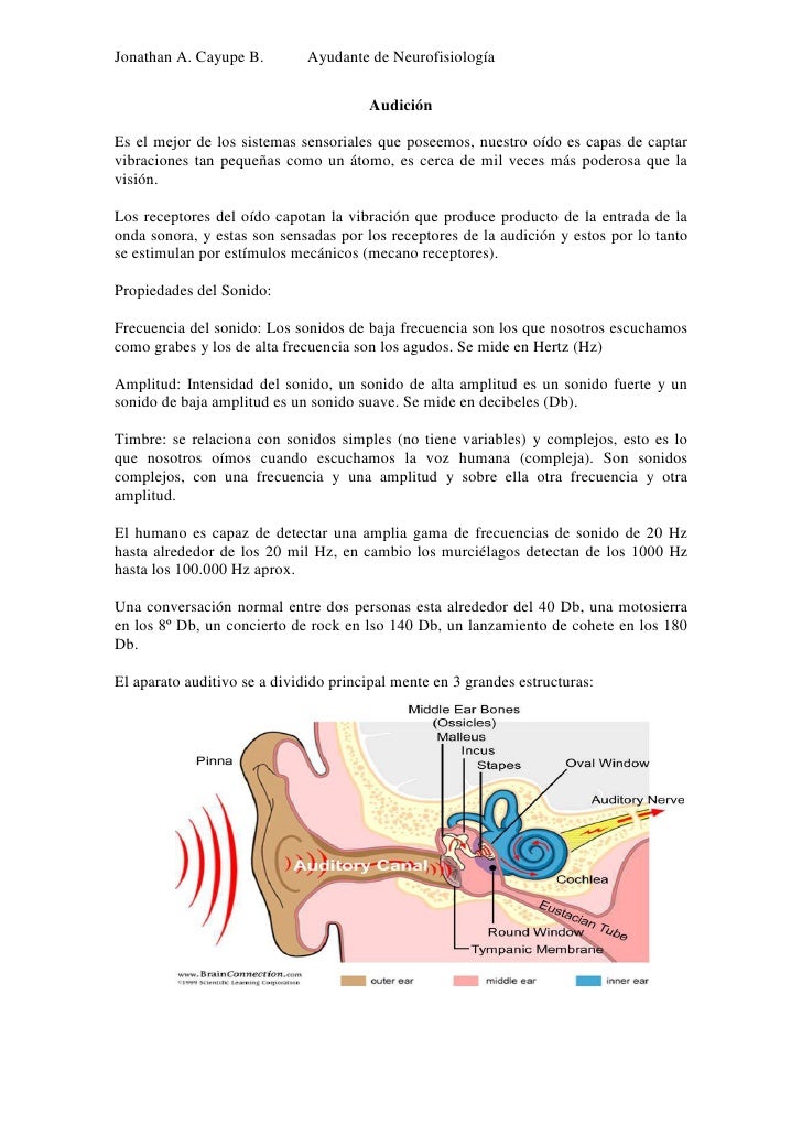 Dolor audición Bolas escort en lima