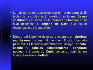  La cóclea es un tubo óseo con forma de caracol. ElLa cóclea es un tubo óseo con forma de caracol. El
techo de la cóclea está revestido por latecho de la cóclea está revestido por la membranamembrana
vestibularvestibular y el suelo por lay el suelo por la membrana basilarmembrana basilar, en la, en la
cual descansa elcual descansa el órgano de Cortiórgano de Corti que es elque es el
responsable de la audición.responsable de la audición.
 Dentro del laberinto óseo se encuentra elDentro del laberinto óseo se encuentra el laberintolaberinto
membranosomembranoso sumergido en un líquido llamadosumergido en un líquido llamado
perilinfaperilinfa. El laberinto membranoso incluye. El laberinto membranoso incluye utrículoutrículo,,
sáculosáculo yy canales semicircularescanales semicirculares,, conductoconducto
coclearcoclear yy órgano de Cortiórgano de Corti; contiene, además, un; contiene, además, un
líquido llamadolíquido llamado endolinfaendolinfa..
 