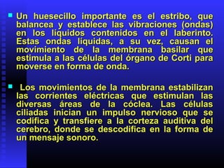  Un huesecillo importante es el estribo, queUn huesecillo importante es el estribo, que
balancea y establece las vibraciones (ondas)balancea y establece las vibraciones (ondas)
en los líquidos contenidos en el laberinto.en los líquidos contenidos en el laberinto.
Estas ondas líquidas, a su vez, causan elEstas ondas líquidas, a su vez, causan el
movimiento de la membrana basilar quemovimiento de la membrana basilar que
estimula a las células del órgano de Corti paraestimula a las células del órgano de Corti para
moverse en forma de onda.moverse en forma de onda.
 Los movimientos de la membrana estabilizanLos movimientos de la membrana estabilizan
las corrientes eléctricas que estimulan laslas corrientes eléctricas que estimulan las
diversas áreas de la cóclea. Las célulasdiversas áreas de la cóclea. Las células
ciliadas inician un impulso nervioso que seciliadas inician un impulso nervioso que se
codifica y transfiere a la corteza auditiva delcodifica y transfiere a la corteza auditiva del
cerebro, donde se descodifica en la forma decerebro, donde se descodifica en la forma de
un mensaje sonoro.un mensaje sonoro.
 