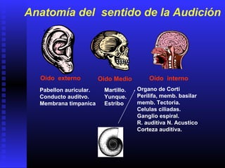 Anatomía del sentido de la Audición
Oído externo Oído Medio Oído interno
Pabellon auricular.
Conducto auditvo.
Membrana timpanica
Martillo.
Yunque.
Estribo
Organo de Corti
Perilifa, memb. basilar
memb. Tectoria.
Celulas ciliadas.
Ganglio espiral.
R. auditiva N. Acustico
Corteza auditiva.
 