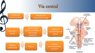 Al 
cerebelo 
Ganglio 
vestibular 
Conductos 
semicirculares 
Núcleos del 
movimiento ocular 
Utrículo y 
sáculo 
Rama lateral 
(núcleo de Deiters ) 
del núcleo 
vestibular 
Fascículo 
vestibuloespinal 
lateral 
Núcleos 
vestibulares 
Tálamo 
Corteza 
somatosensitiva 
primaria 
 